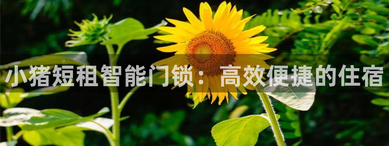 开丰娱乐上7O667：小猪短租智能门锁：高效便捷的住宿